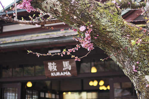 遅咲きの桜探して鞍馬寺 京都の桜14 A Ki Blog